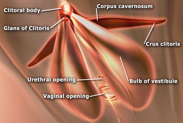 EdSim_Clitoris_anatomy-600