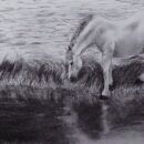 horse drinking water
