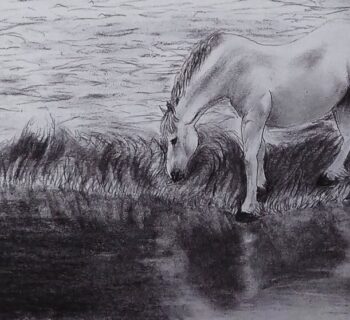 horse drinking water