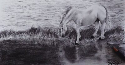 horse drinking water