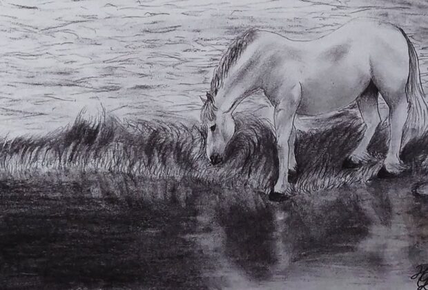 horse drinking water